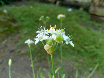 葱属植物tuberosum大蒜细<strong>香葱</strong>东方大蒜亚洲细<strong>香葱</strong>中国人细<strong>香葱</strong>中国人似乎kecaikucai自然背景葱属植物tuberosum地下茎的clump-forming常年植物