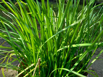 葱属植物tuberosum大蒜细<strong>香葱</strong>东方大蒜亚洲细<strong>香葱</strong>中国人细<strong>香葱</strong>中国人似乎kecaikucai自然背景葱属植物tuberosum地下茎的clump-forming常年植物