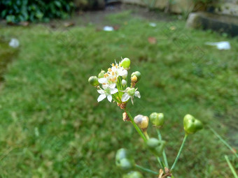 葱属植物tuberosum大蒜细<strong>香葱</strong>东方大蒜亚洲细<strong>香葱</strong>中国人细<strong>香葱</strong>中国人似乎kecaikucai自然背景葱属植物tuberosum地下茎的clump-forming常年植物