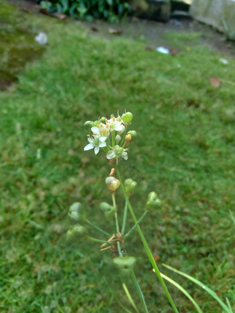 葱属植物tuberosum大蒜细<strong>香葱</strong>东方大蒜亚洲细<strong>香葱</strong>中国人细<strong>香葱</strong>中国人似乎kecaikucai自然背景葱属植物tuberosum地下茎的clump-forming常年植物