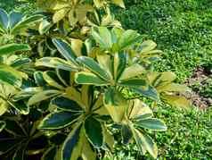鹅掌柴发现瓦利songo自然背景植物常见的矮伞树出现小版本伞树鹅掌柴放线虫