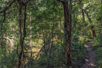 徒步旅行小道图盖拉喉咙通过森林