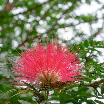 粉红色的花瓣波斯丝绸树花森林山