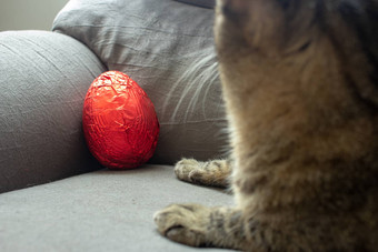 红色的复活节蛋角落里沙发上打开猫