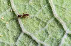 蚂蚁蚜虫