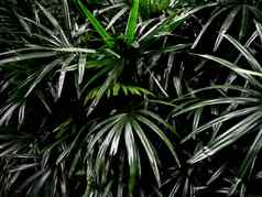 新鲜棕榈叶子表面黑暗语气盛行森林后台