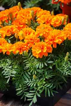 万寿菊帕图拉法国金盏花布鲁姆橙色黄色的花
