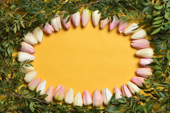 椭圆形框架郁金香花黄色的背景模板文本空间母亲一天假期概念3月