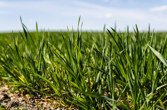 年轻的小麦<strong>幼苗</strong>日益增长的场黑色的土壤春天绿色小麦<strong>生长</strong>土壤关闭发芽黑麦农业场阳光明媚的一天豆芽黑麦农业