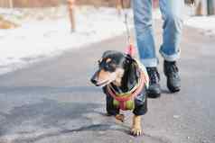 走达克斯猎犬狗皮带小狗冬天衣服