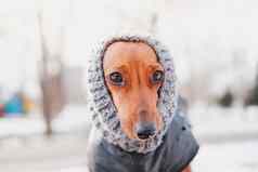 有趣的达克斯猎犬肖像针织围巾