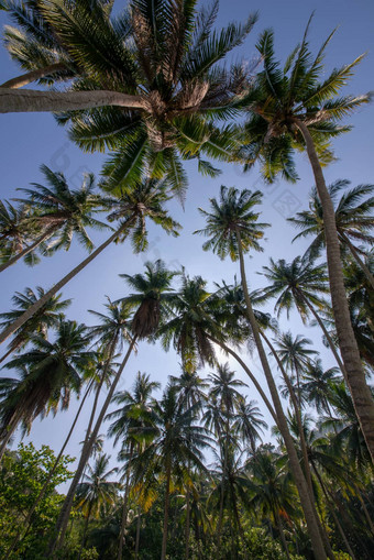 集团<strong>椰子</strong>树蓝色的天空