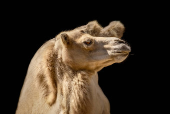 肖像骆驼