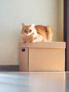可爱的姜猫说谎纸箱盒子太阳照毛茸茸的宠物国内动物准备好了搬迁
