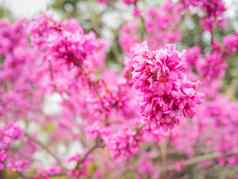 盛开的紫荆对中国人紫荆属植物自然春天背景太阳闪亮的粉红色的美丽的花