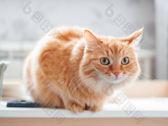 关闭配置文件肖像可爱的姜猫坐着桌面毛茸茸的宠物盯着注意好奇的国内基蒂