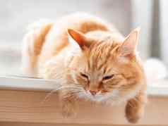 关闭肖像可爱的姜猫毛茸茸的宠物睡觉国内基蒂表格
