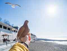 鸽子抢走了一块面包女人的手喂养鸟明亮的蓝色的天空海路堤背景索契俄罗斯
