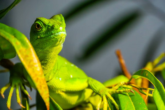 特写镜头肖像绿色用羽毛装饰的蛇怪热带爬行动物specie美国