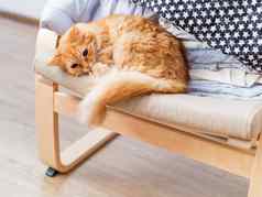 可爱的姜猫说谎米色椅子桩皱巴巴的衣服毛茸茸的宠物