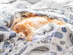 可爱的姜猫睡觉床上毛茸茸的宠物舒适的首页背景