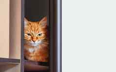 可爱的姜猫隐藏架子上内部衣柜毛茸茸的宠物盯着半开的通过好奇的国内动物背景复制空间
