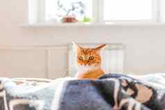 可爱的姜猫说谎床上毛茸茸的宠物惊讶表达式脸阳光明媚的早....舒适的首页
