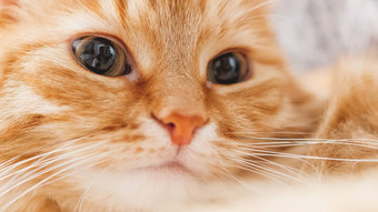 可爱的姜猫打瞌睡关闭照片毛茸茸的宠物脸国内动物盯着相机宏照片猫的眼睛鼻子