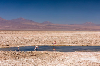 拉古纳Chaxa阿塔卡马沙漠智利南美国