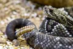 响尾蛇crotalus什麽有毒的危险
