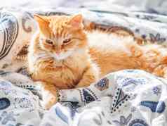 可爱的姜猫说谎床上毛茸茸的宠物奇怪的是舒适的首页背景