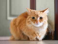 可爱的姜猫坐着地板上毛茸茸的宠物紧张的