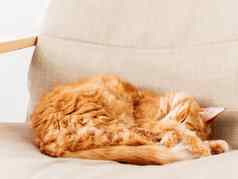 可爱的姜猫说谎米色椅子毛茸茸的宠物睡眠舒适的首页