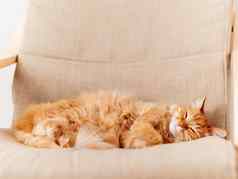可爱的姜猫说谎米色椅子毛茸茸的宠物睡眠舒适的首页