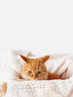 可爱的姜猫盒子针织毛衣好奇的毛茸茸的宠物温暖的米色衣服舒适的首页