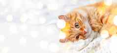 横幅可爱的姜猫针织毛衣好奇的毛茸茸的宠物温暖的米色衣服光灯泡散景舒适的首页