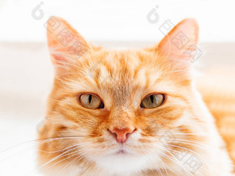可爱的姜猫关闭照片毛茸茸的宠物脸国内动物盯着好奇心宏照片猫的眼睛鼻子