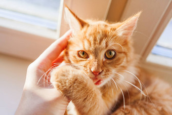 可爱的姜猫咬人类手舒适的早....首页好玩的毛茸茸的宠物
