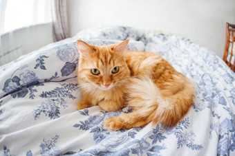 可爱的姜猫有趣的表达式脸谎言床上毛茸茸的宠物舒适定居睡眠玩可爱的舒适的背景早....睡觉前首页鱼眼睛镜头效果
