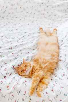 可爱的姜猫说谎床上毯子毛茸茸的宠物舒适定居睡眠舒适的首页背景有趣的宠物