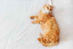 可爱的姜猫说谎床上可爱的舒适的背景早....睡觉前首页前视图平躺