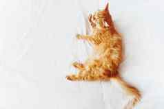 可爱的姜猫舔说谎床上可爱的舒适的背景早....睡觉前首页前视图平躺