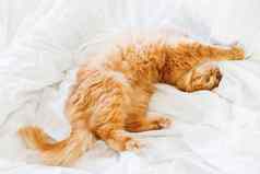 可爱的姜猫说谎床上舒适的首页背景毛茸茸的宠物早....睡觉前