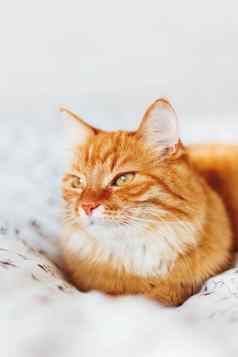 可爱的姜猫说谎床上毛茸茸的宠物奇怪的是舒适的首页背景