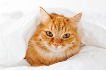 可爱的姜猫谎言床上毛茸茸的宠物舒适藏毯子睡眠玩可爱的舒适的背景早....温暖的睡觉前首页
