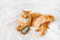 可爱的姜猫谎言床上梳理梳子毛茸茸的宠物舒适定居白色表可爱的舒适的背景早....睡觉前首页
