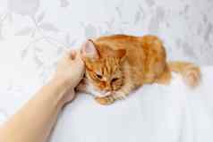女人抚摸可爱的姜猫说谎白色织物毛茸茸的宠物打瞌睡
