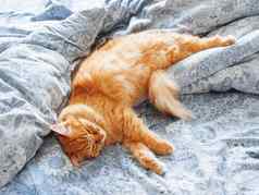 可爱的姜猫说谎床上毛茸茸的宠物舒适的首页背景早....睡觉前