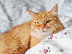 可爱的姜猫说谎床上毛茸茸的宠物盯着相机舒适的首页背景早....睡觉前