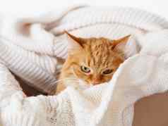 可爱的姜猫盒子针织毛衣愤怒的毛茸茸的宠物温暖的米色衣服舒适的首页